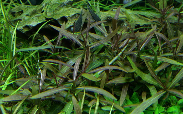 Tropica_Hygrophila_lancea_Araguaia3.webp