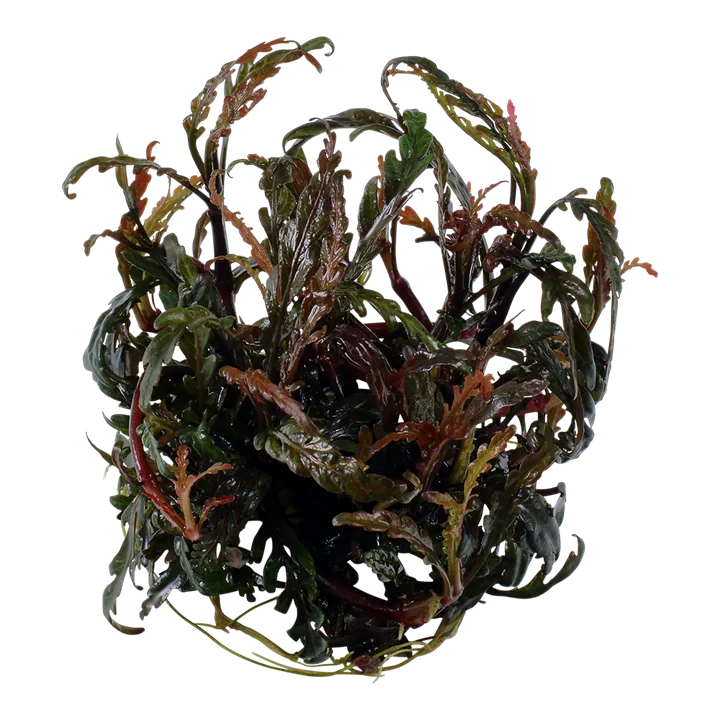 Tropica_Hygrophila_pinnatifida2.webp
