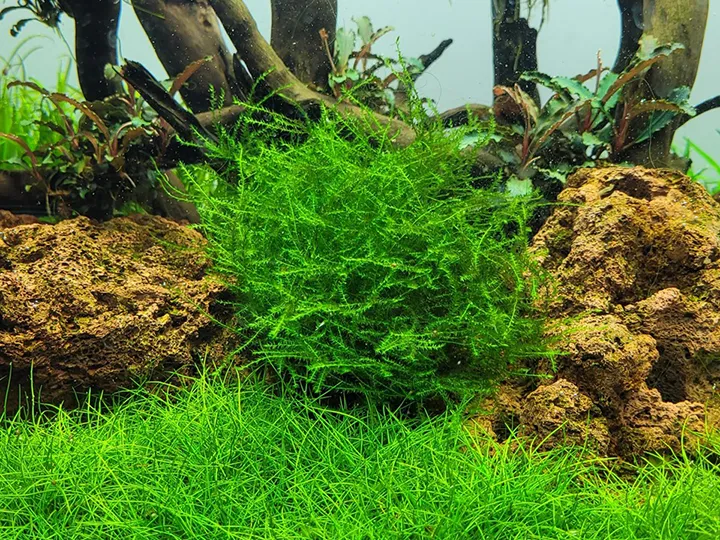 Tropica_Leptodictyum_riparium3.webp