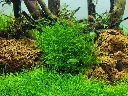Tropica_Leptodictyum_riparium3.webp