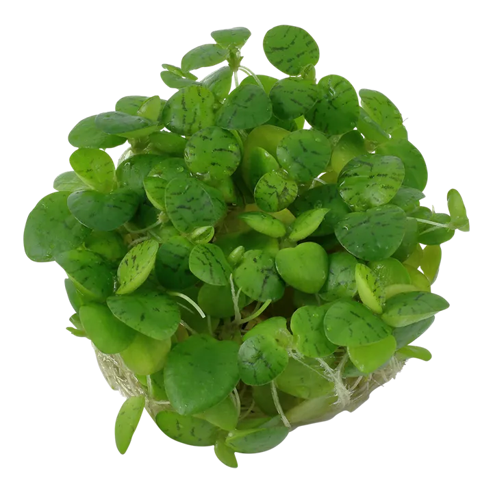 Limnobium_laevigatum_or_Amazon_frogbit2.webp