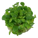 Limnobium_laevigatum_or_Amazon_frogbit2.webp