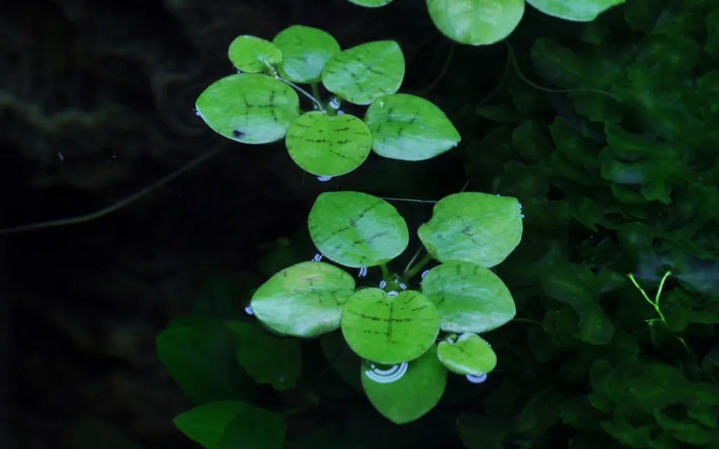 Limnobium_laevigatum_or_Amazon_frogbit3.webp