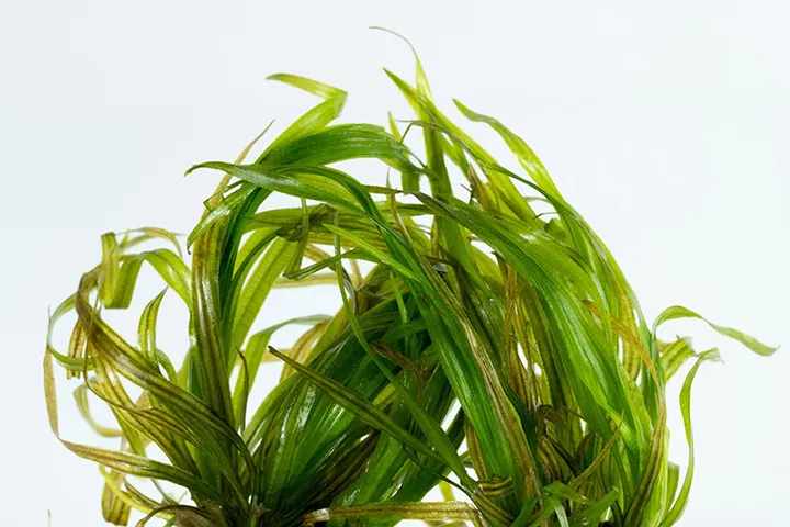 Tropica_Blyxa_japonica2.webp