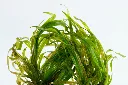 Tropica_Blyxa_japonica2.webp