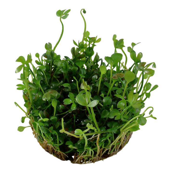 Tropica_Marsilea_hirsuta2.webp