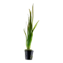 Tropica | Vallisneria Spiralis 'Tiger'