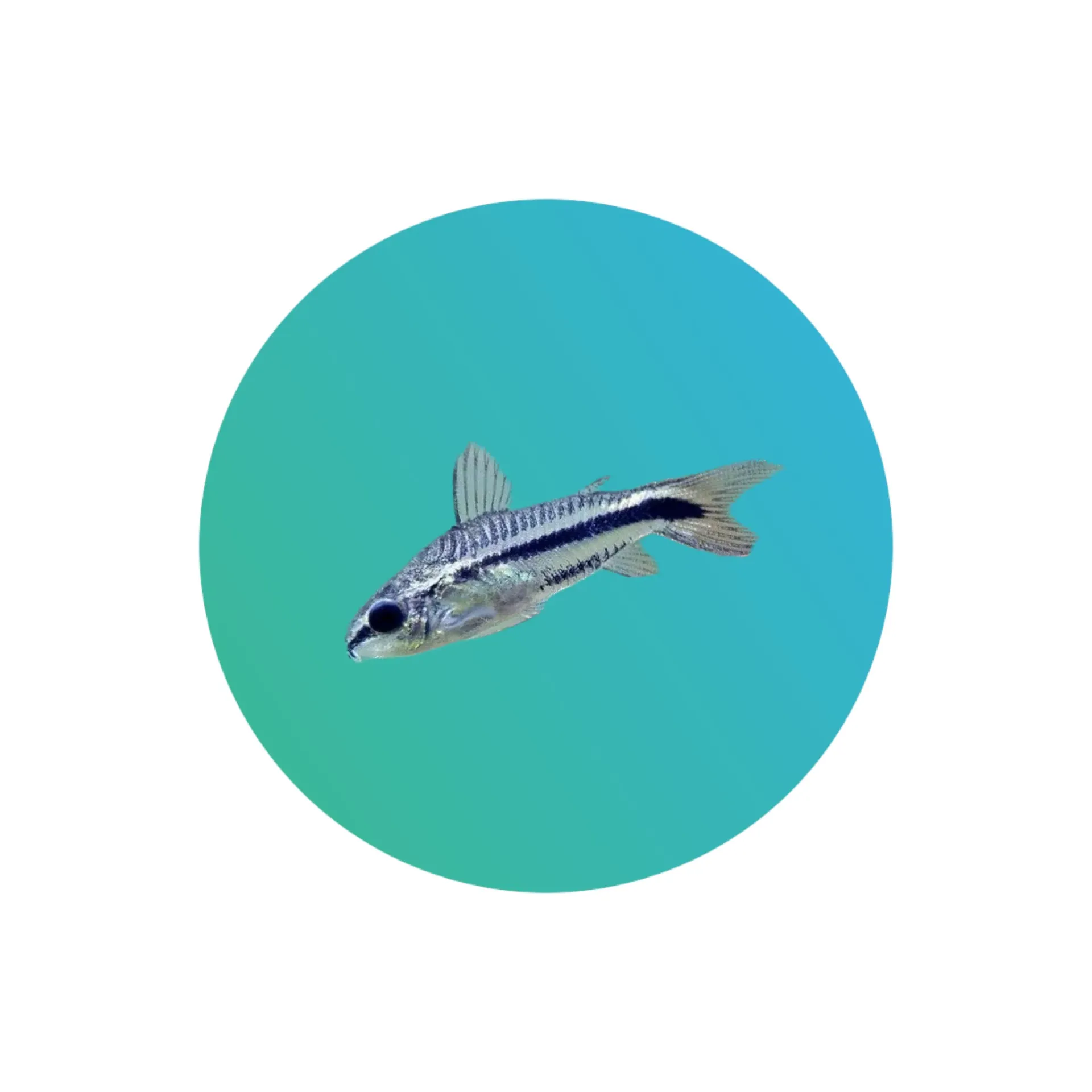 [PGCRY-001] Pygmy Corydoras