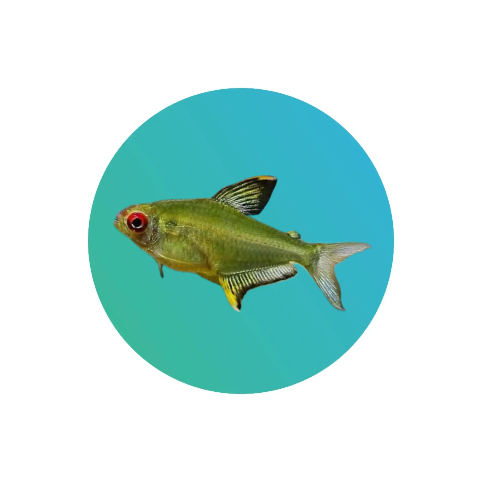 [LT-001] Lemon Tetra