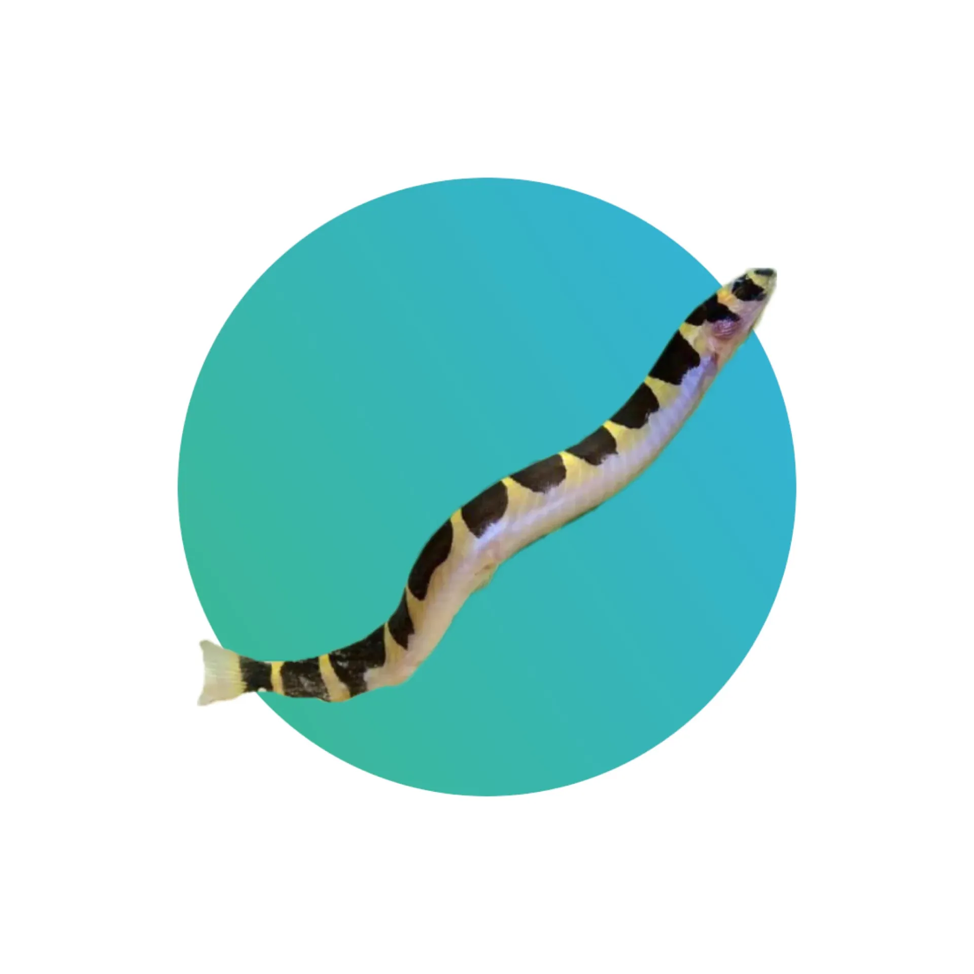 [FW-LOA-KUH] Kuhli loach