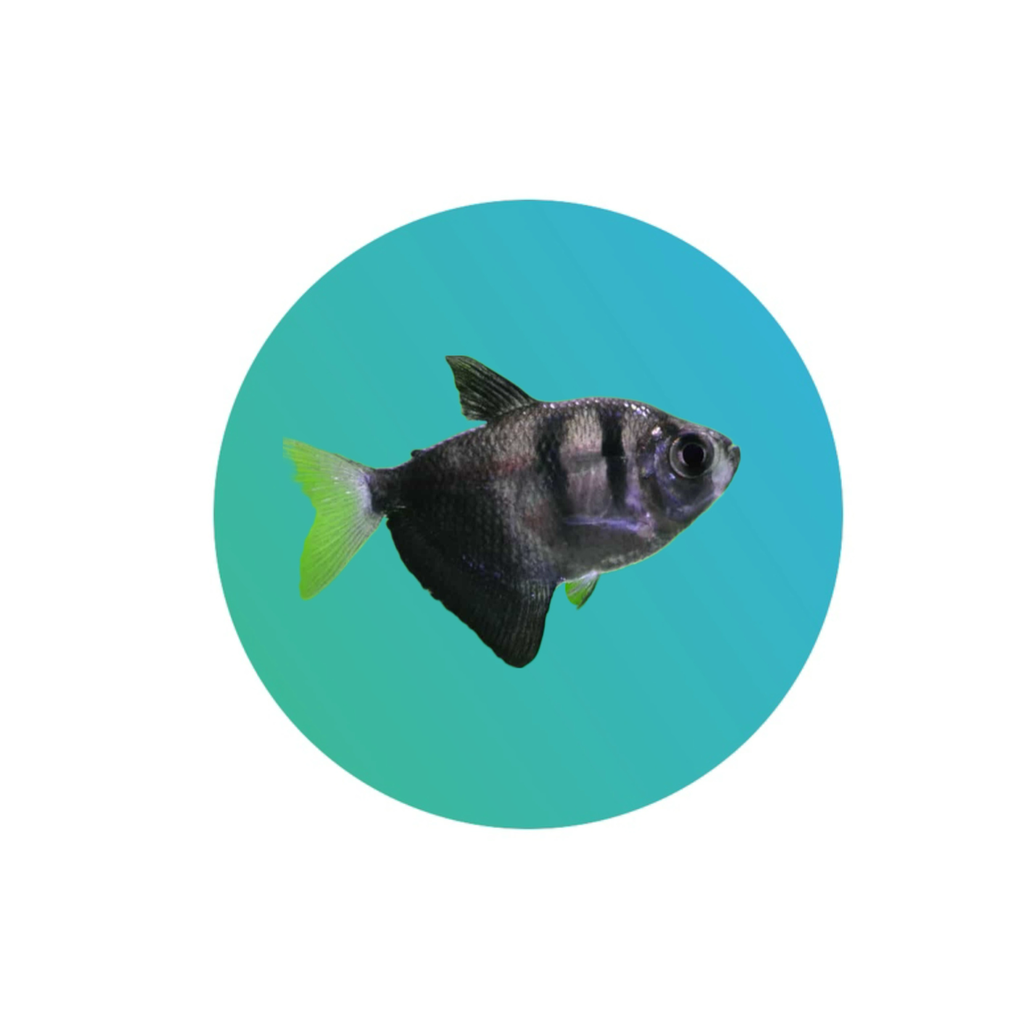[BWT-001] Black Widow Tetra