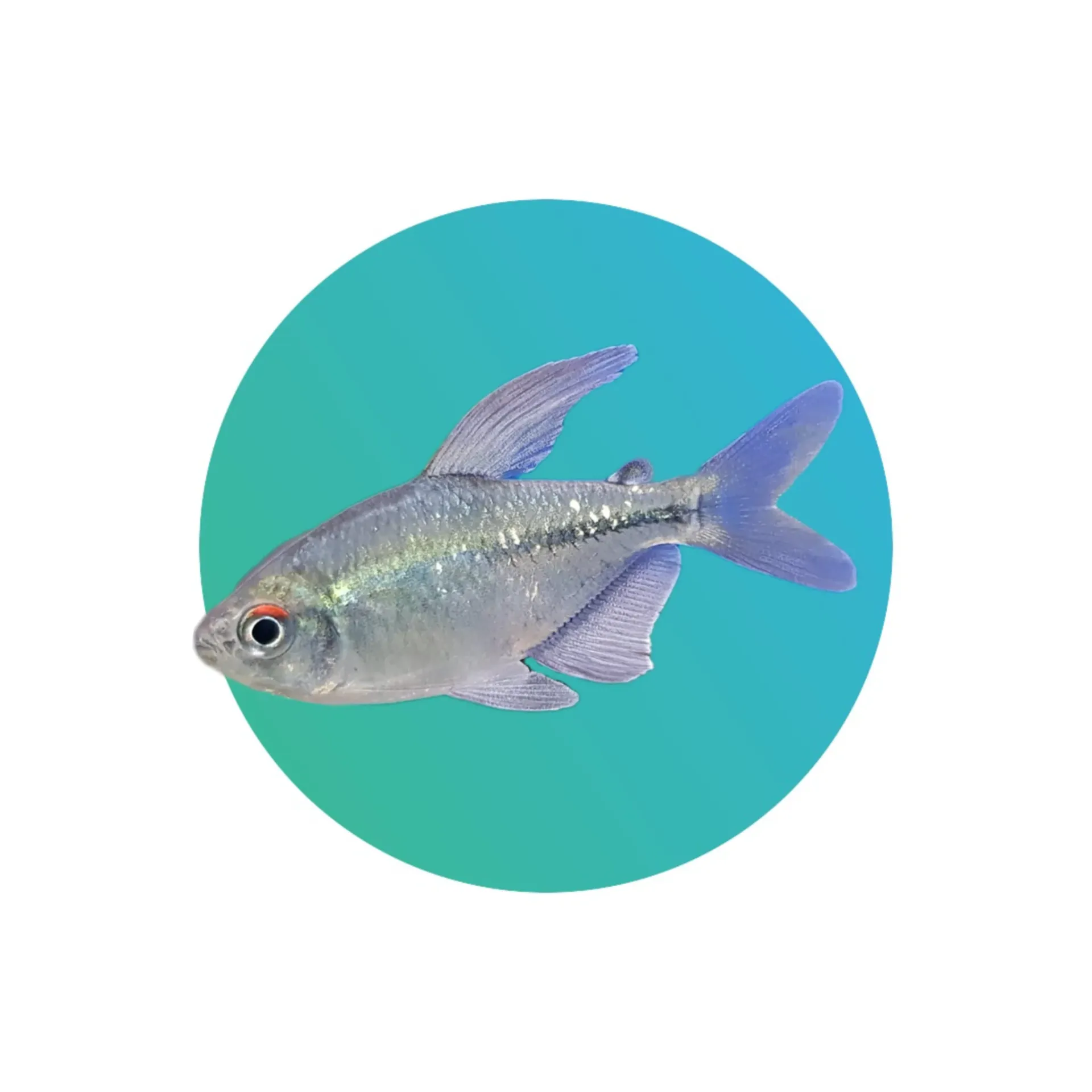 Diamond Tetra (Moenkhausia pittieri)