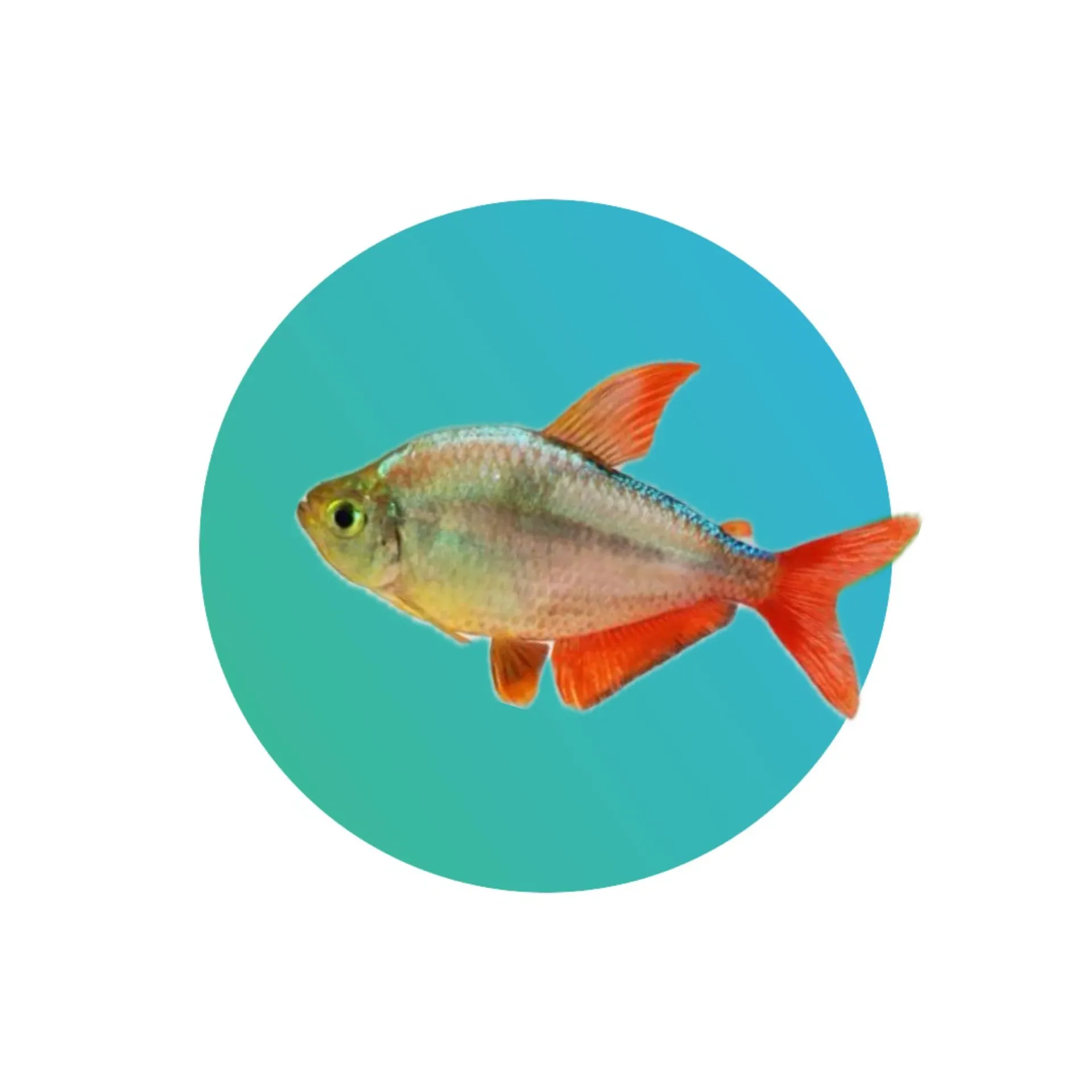 [CT-HC001] Colombian Tetra (Hyphessobrycon columbianus)