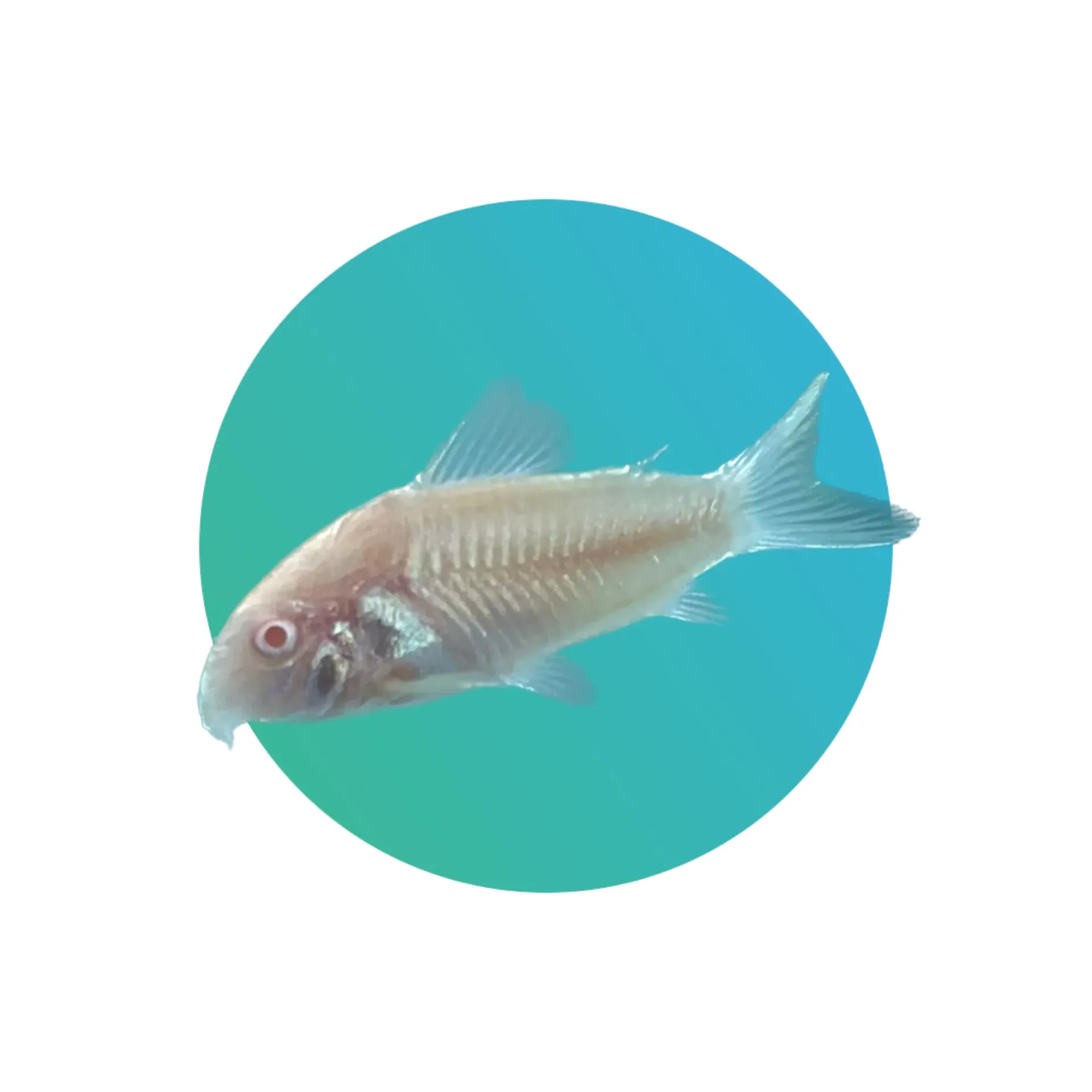 Albino Corydora