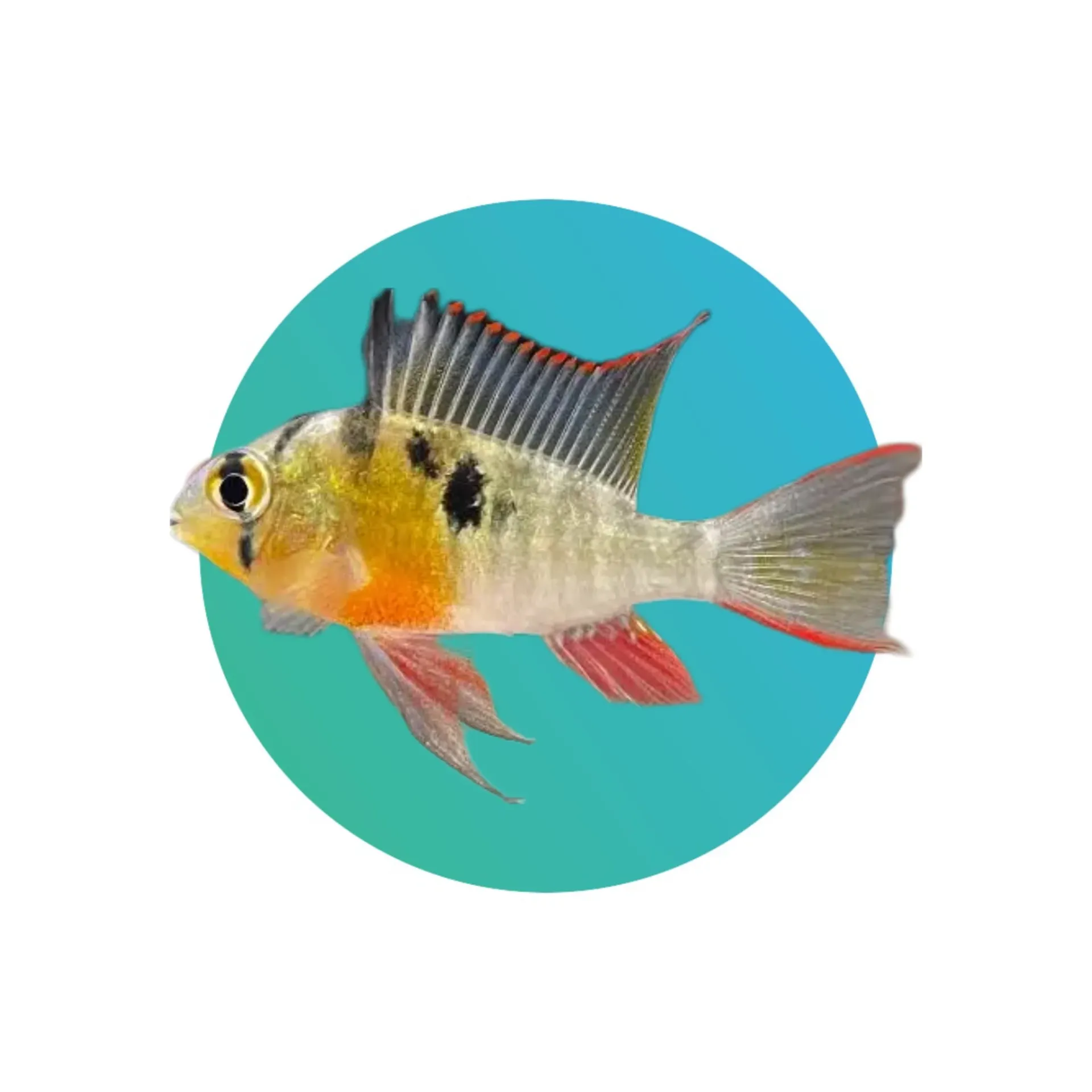 Bolivian ram (Mikrogeophagus Altispinosus; ram cichlid)