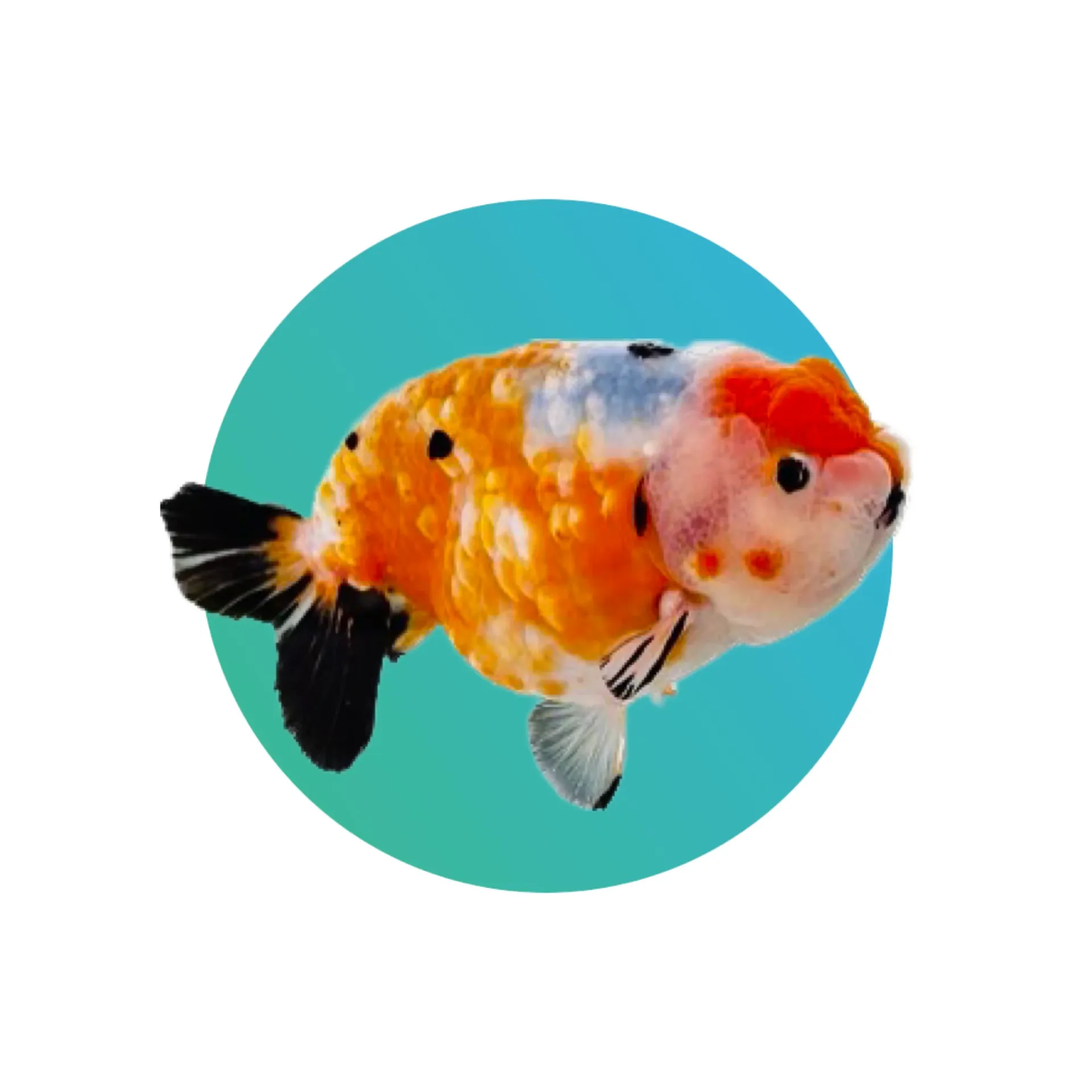 Calico Ranchu goldfish