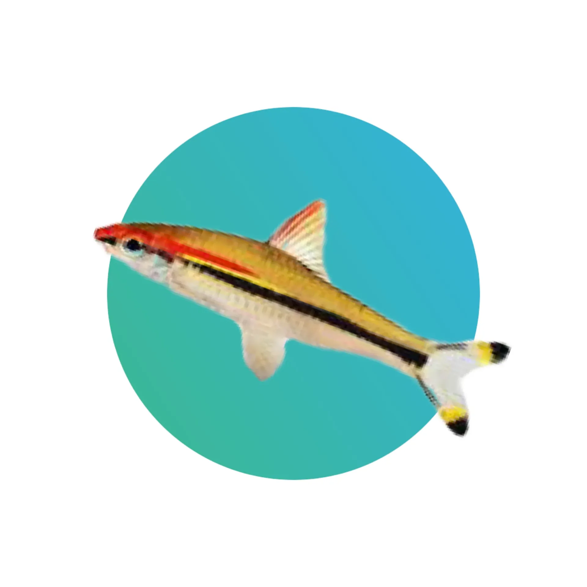 Roseline torpedo or Denison barb (Puntius Denisonii)