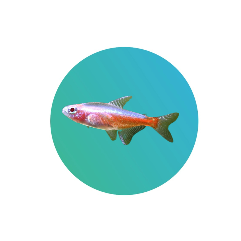 [ACT-001] Albino Cardinal Tetra