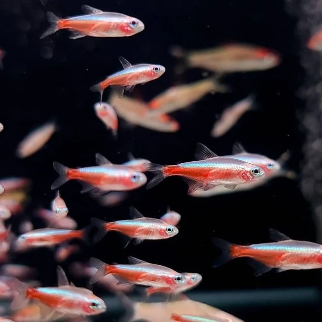 Albino-Cardinal-Tetra
