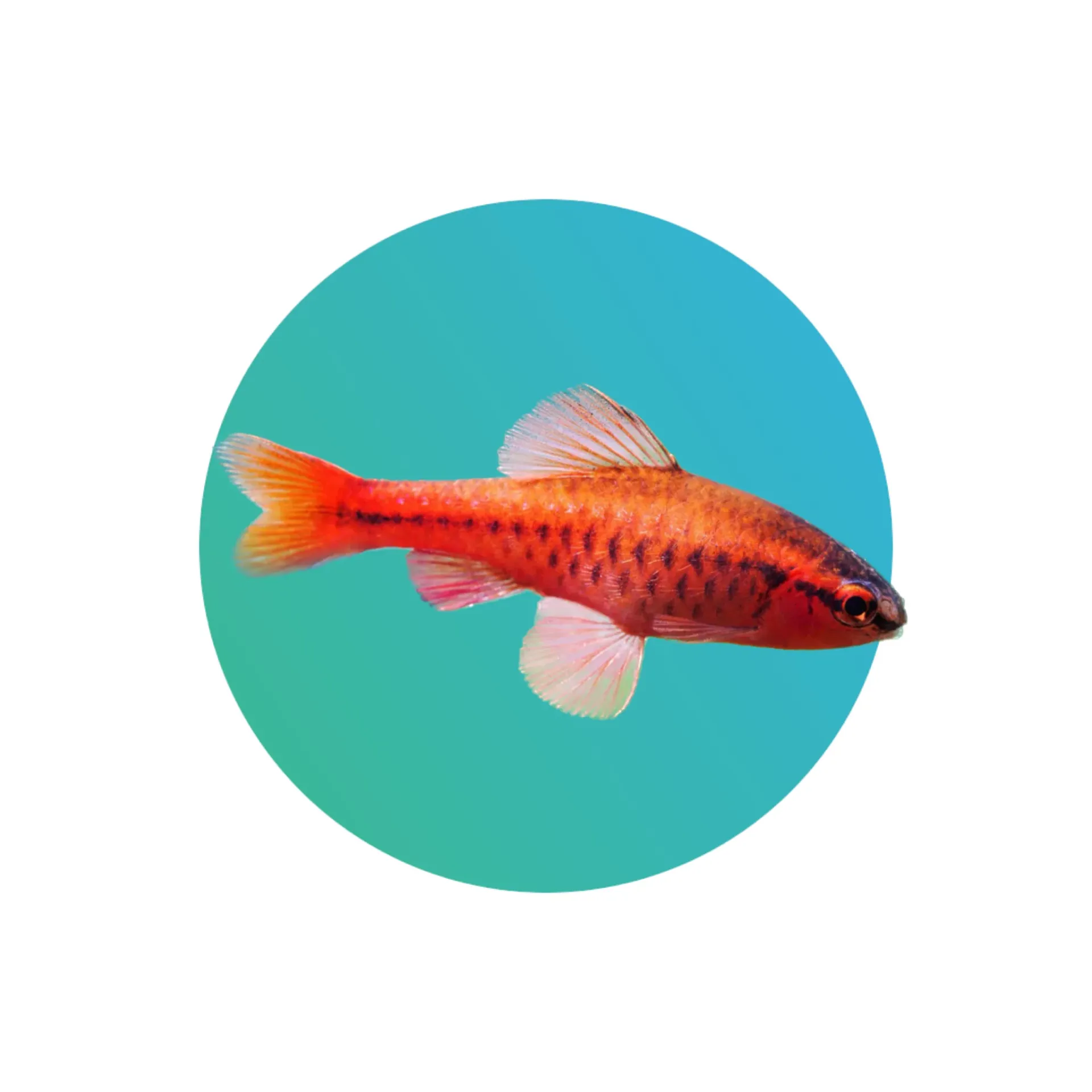 Cherry Barb (Puntius Titteya)