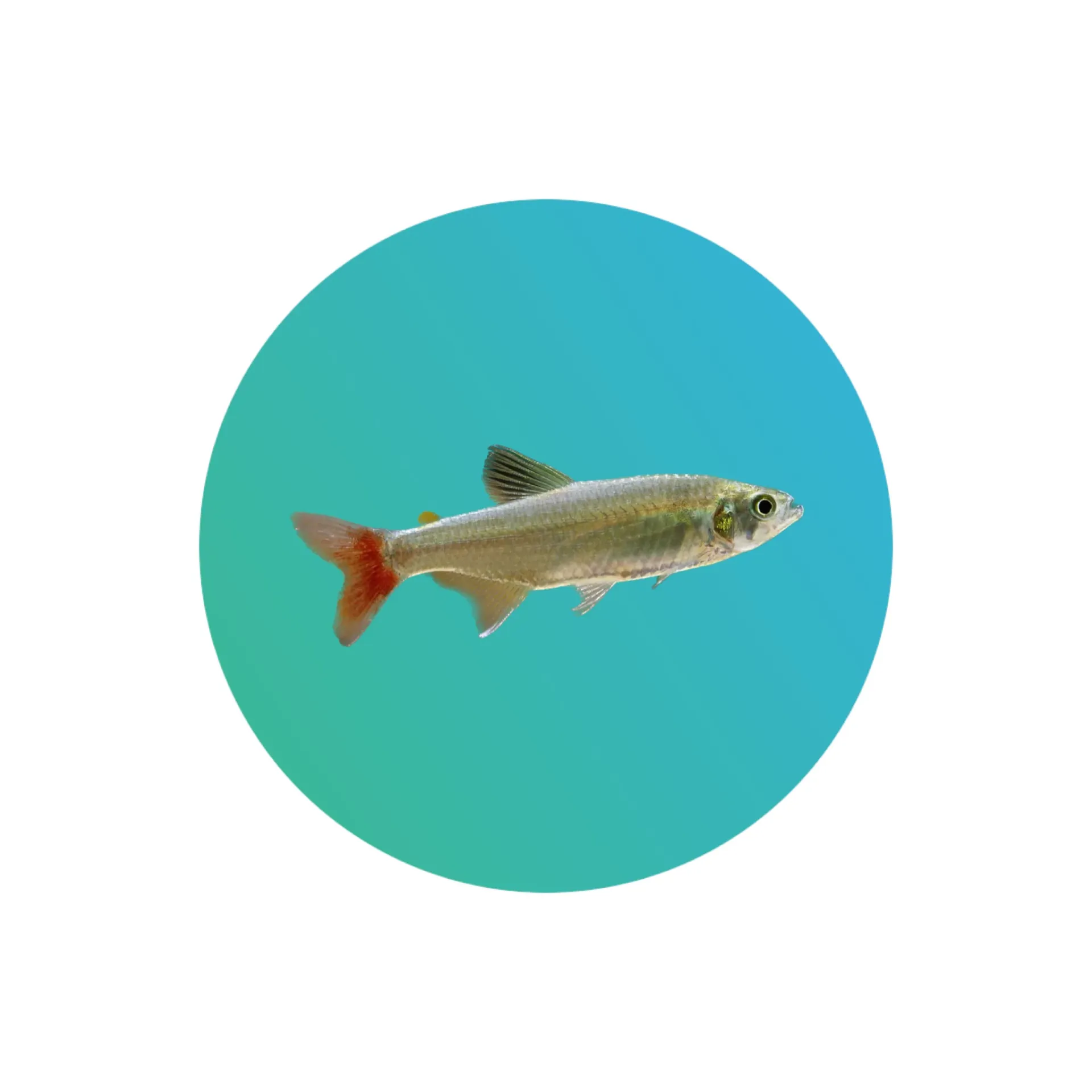 [BFT-001] Bloodfin Tetra (Aphyocharax anisitsi)