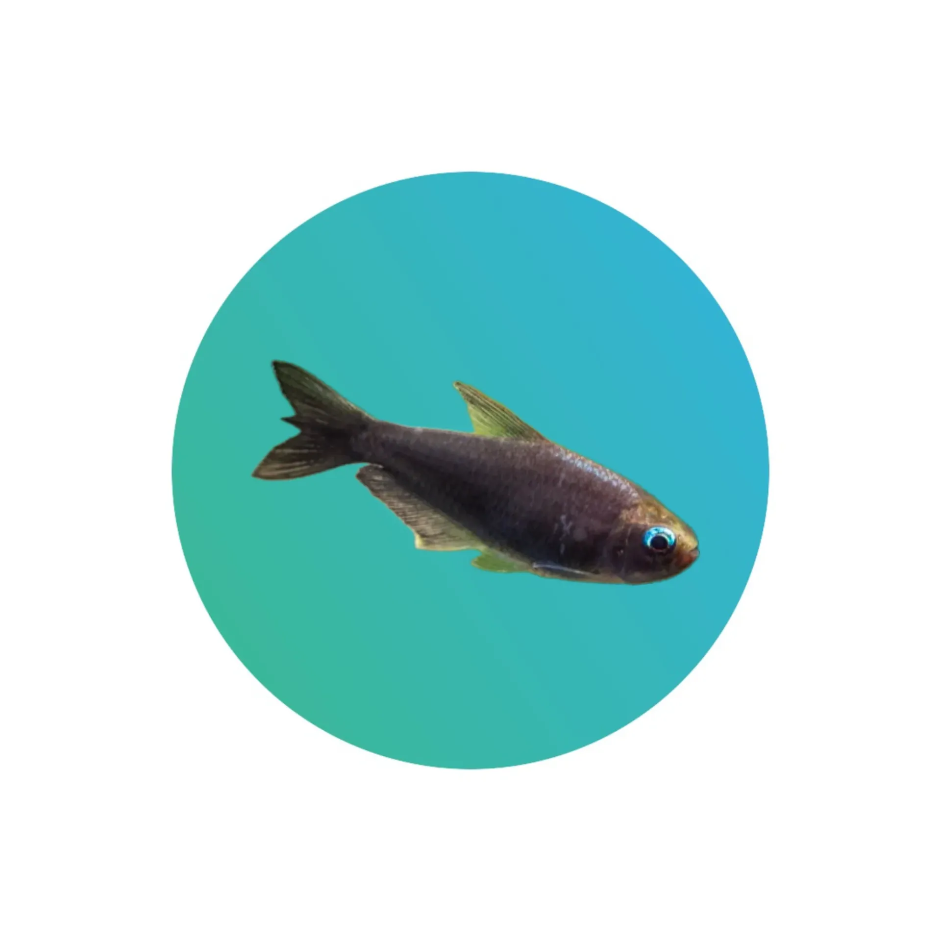 Black Emperor Tetra
