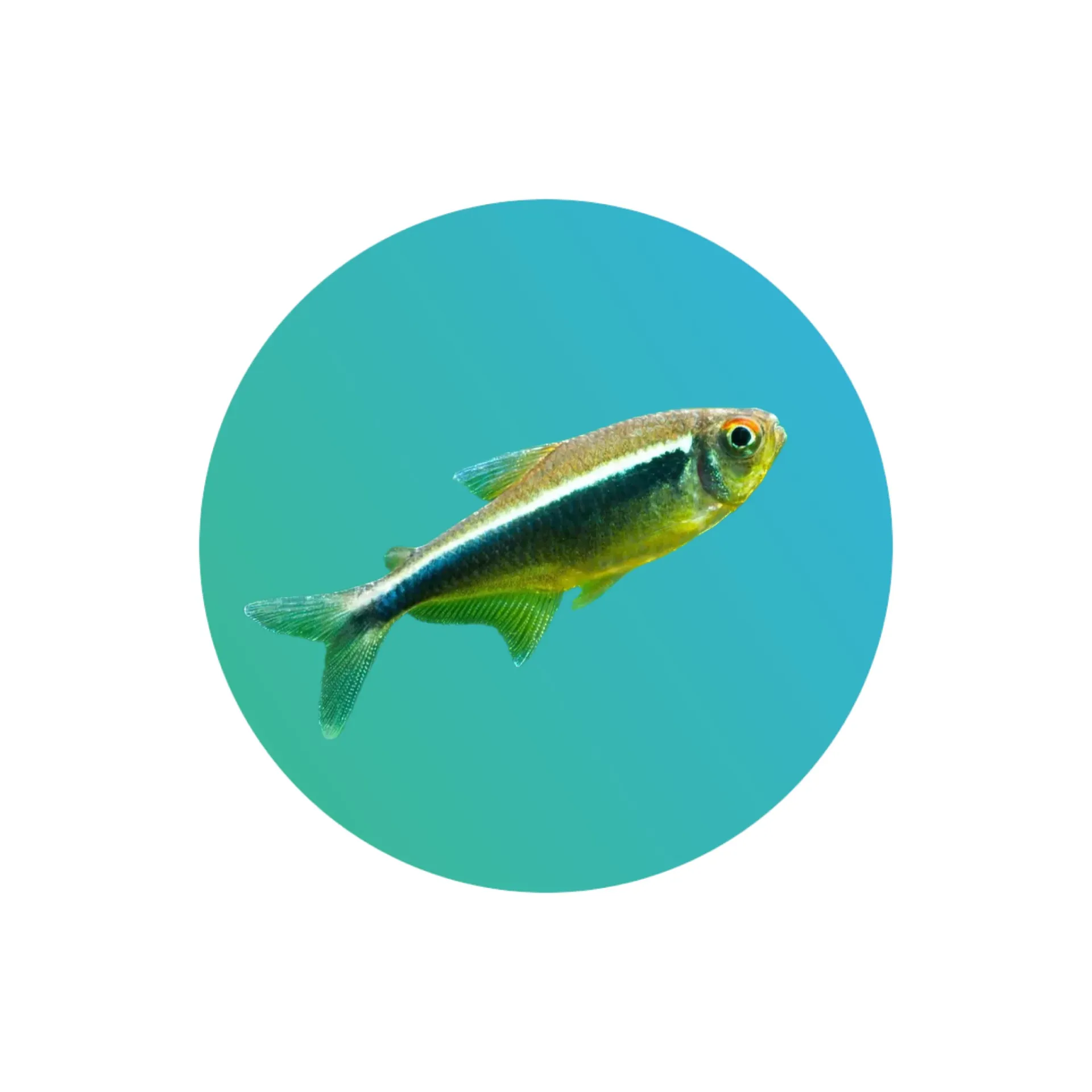 [BNT-001] Black Neon Tetra (Hyphessobrycon axelrodi)