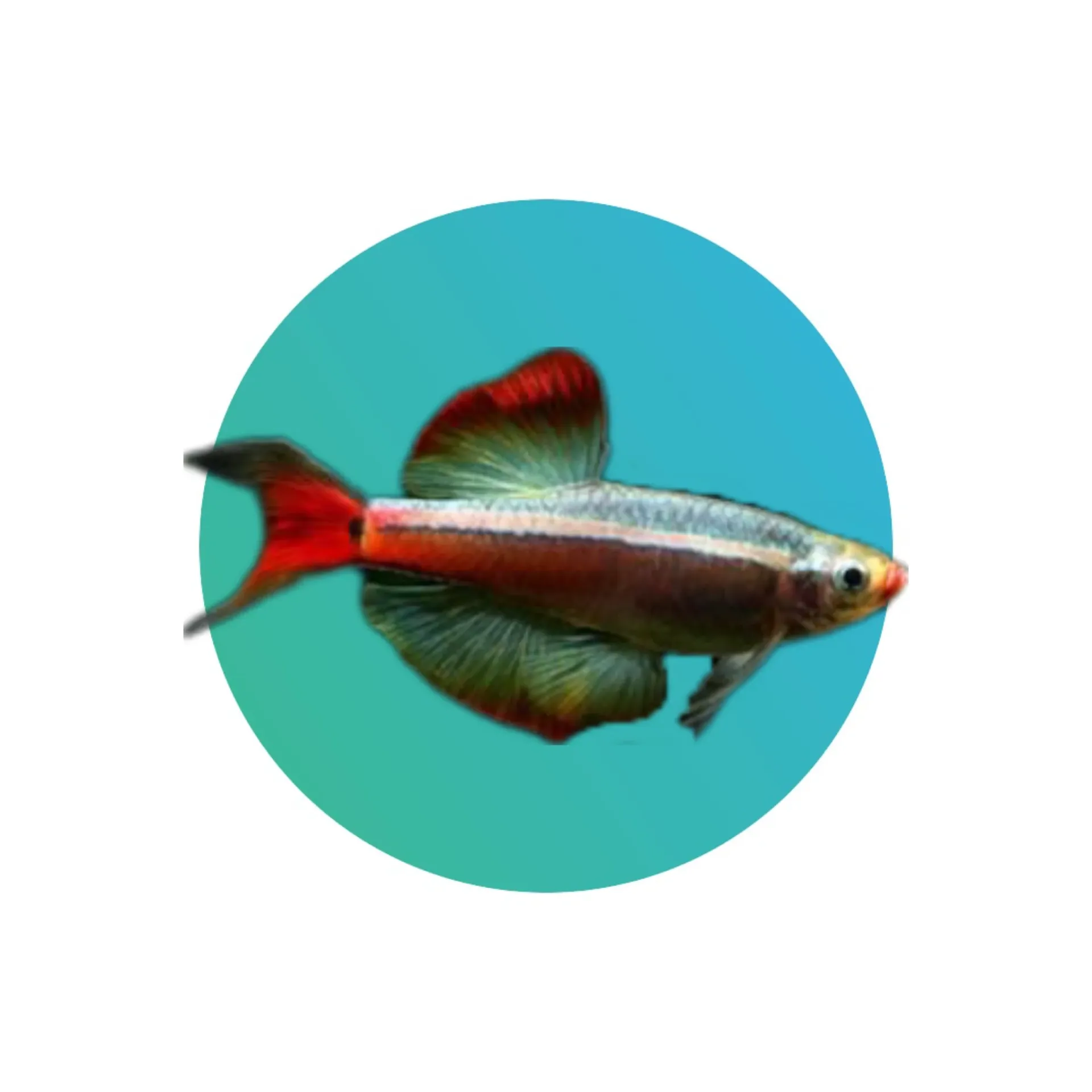 [FW-MIN-WCM] White cloud mountain minnow