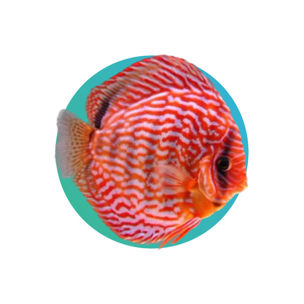 Discus (Red)
