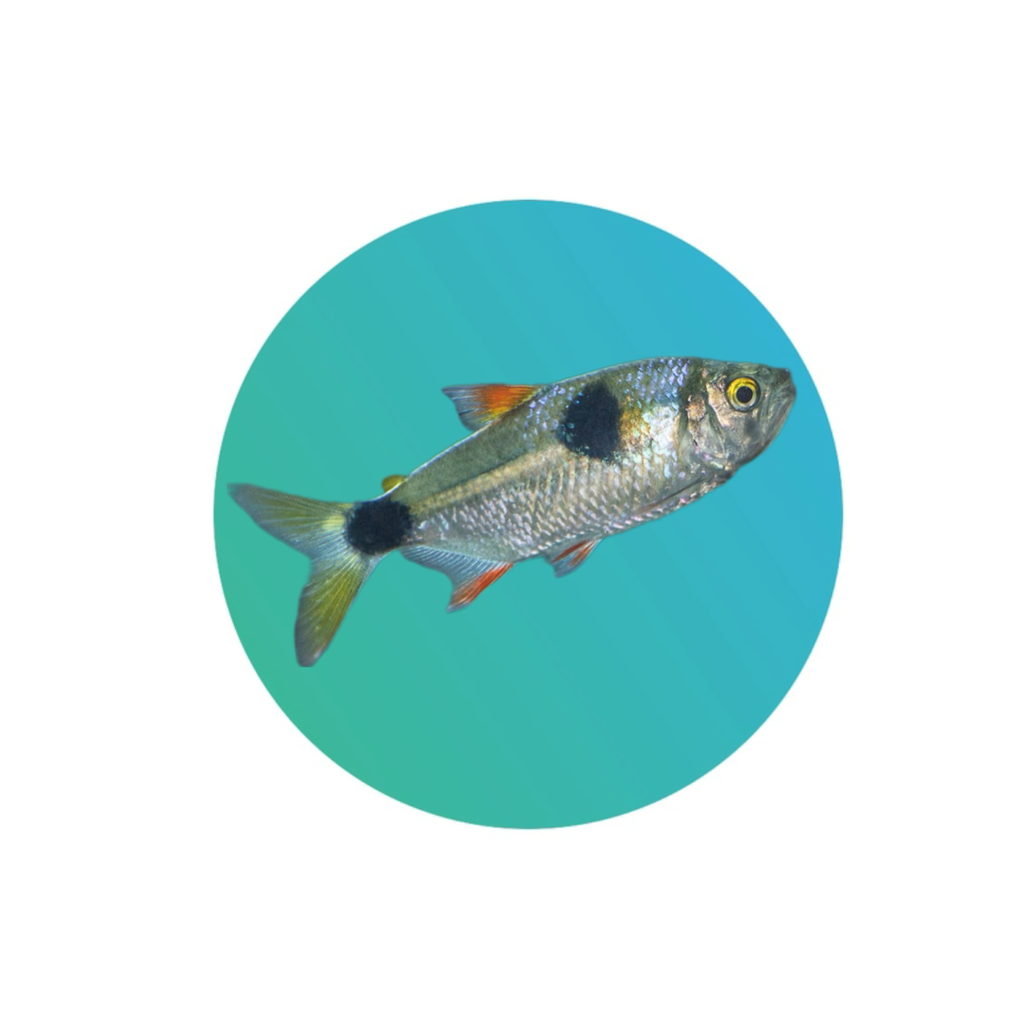 [BKTH-TRA] Bucktooth Tetra