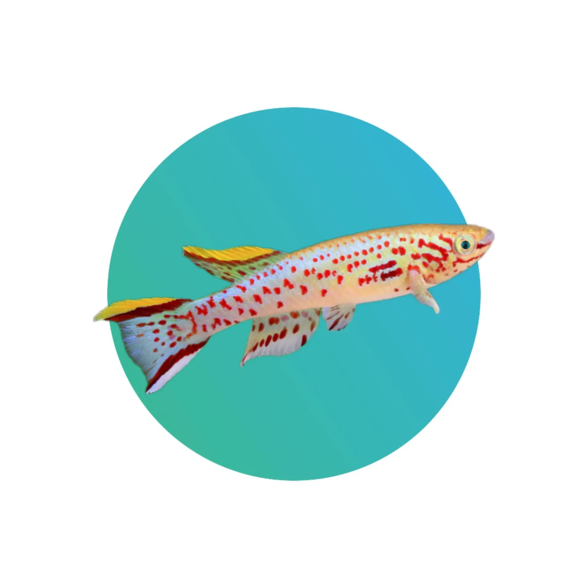 Killifish