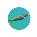 Glass Catfish