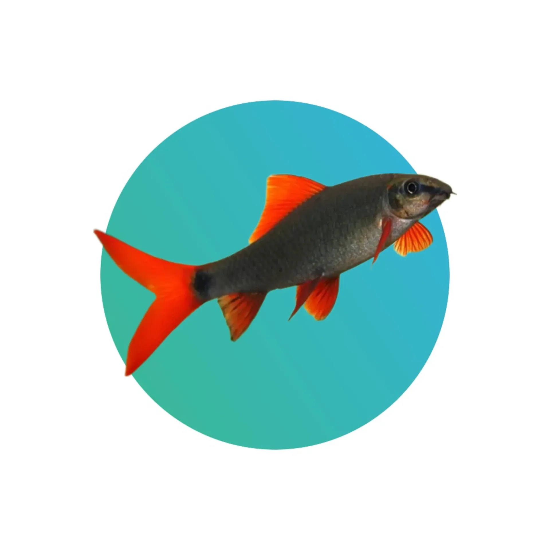 Red Fin Rainbow Shark (Epalzeorhynchos Frenatum)