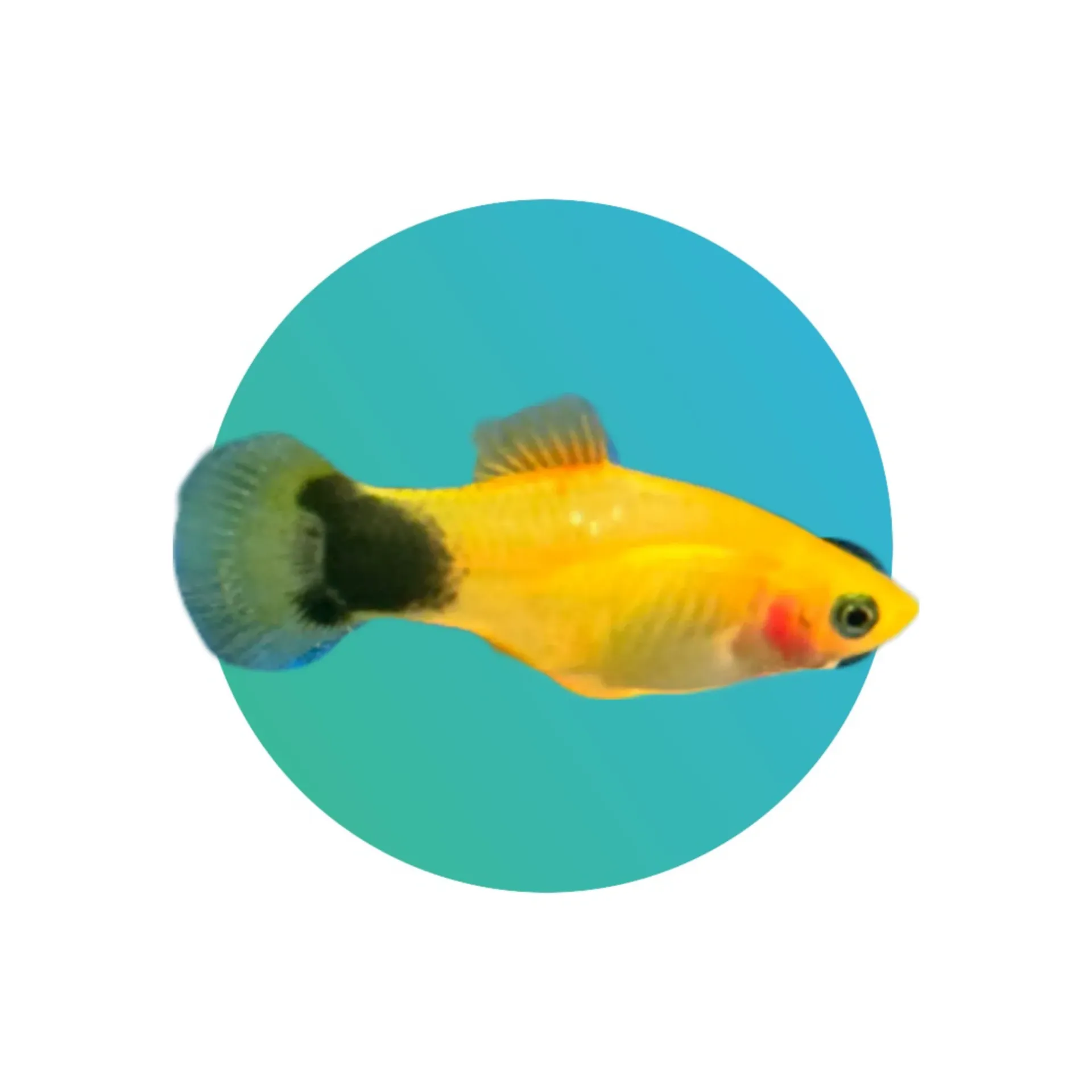 [YMP-001] Yellow Moon Platy