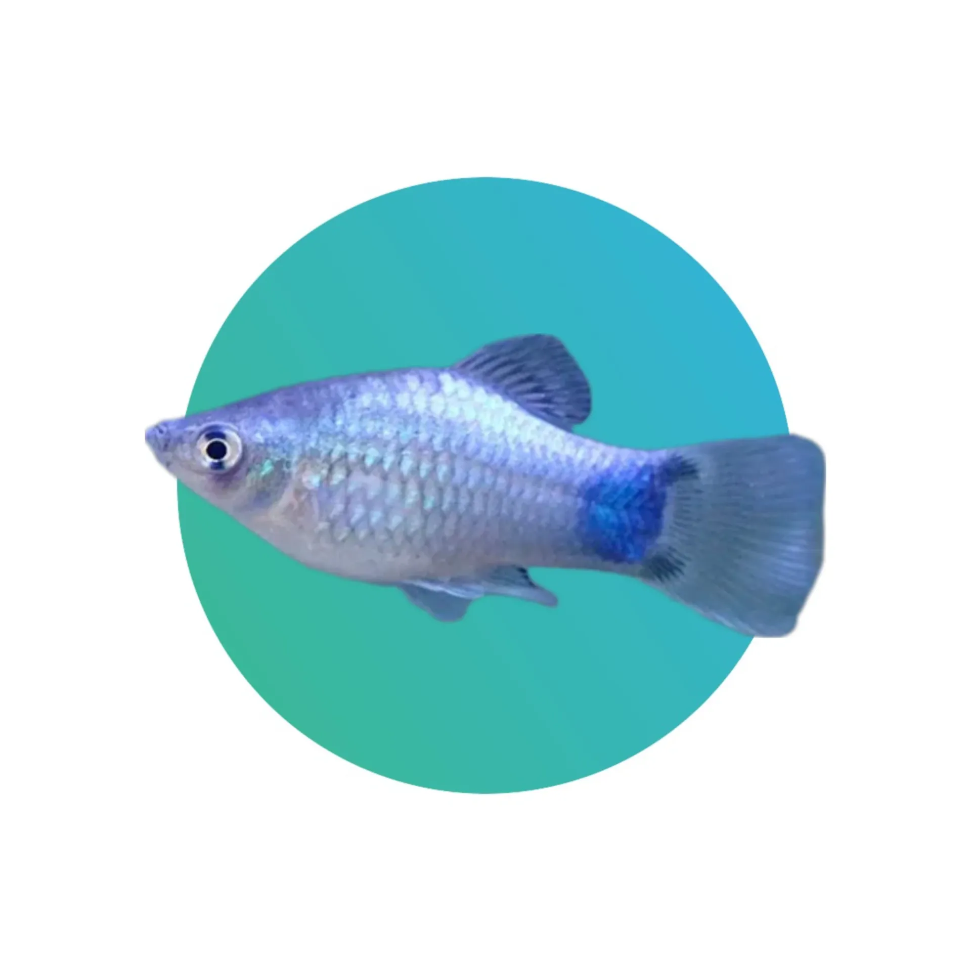 [BLP-001] Blue platy