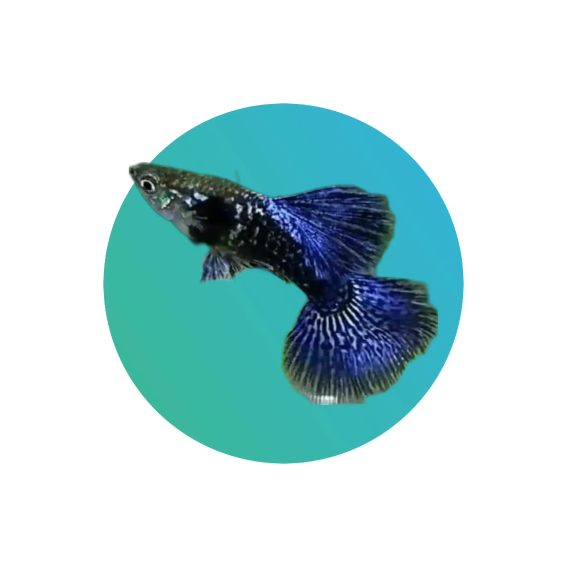 Guppy Purple Dragon