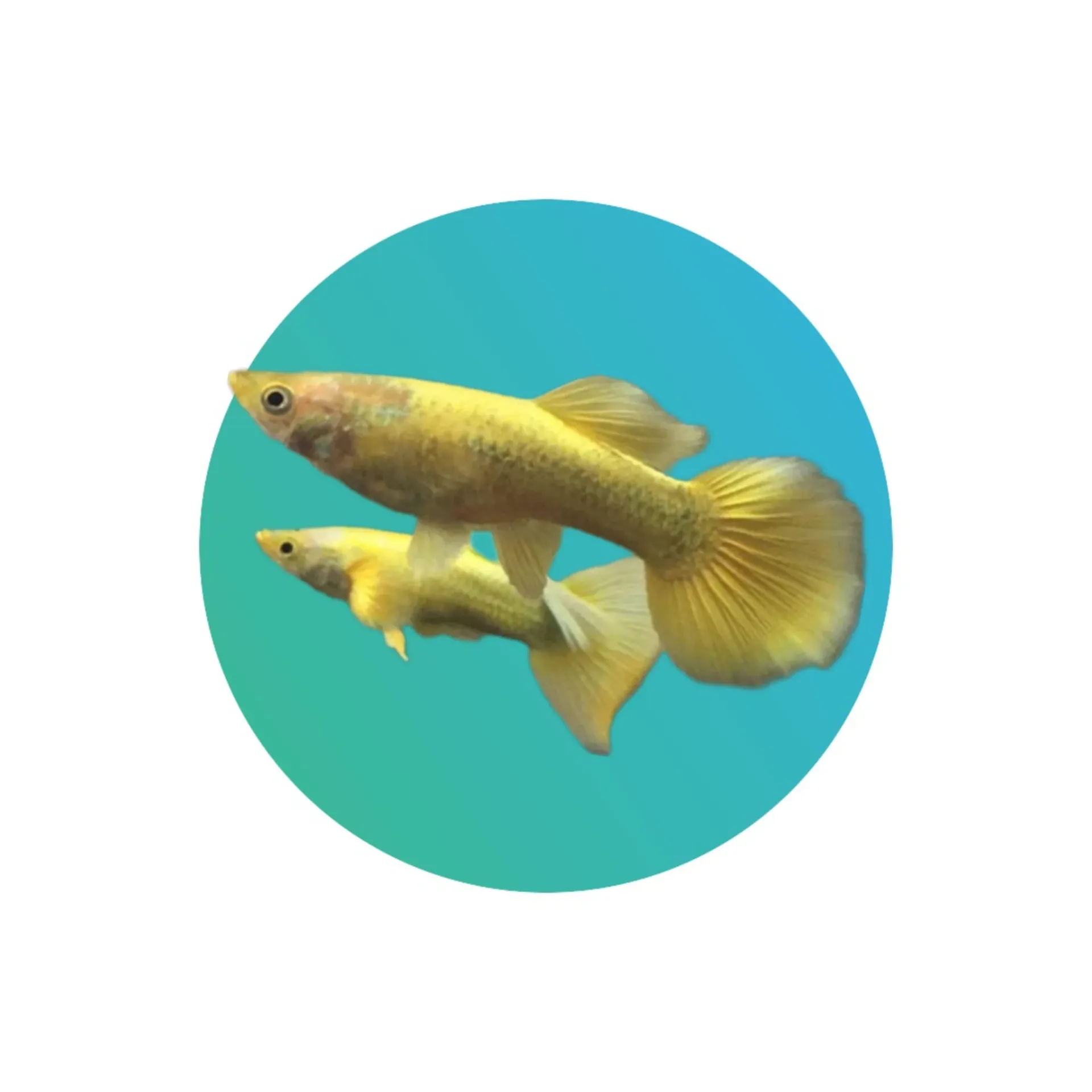 [GPFG-001] Guppy Full Gold