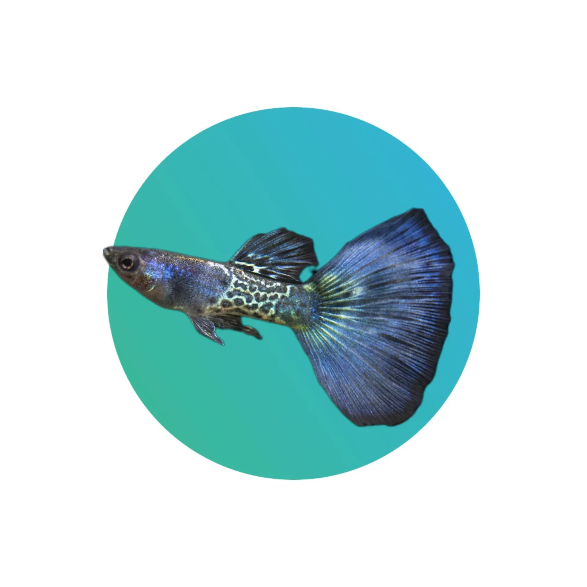 [GMBT-001] Guppy Metal Blue Tail