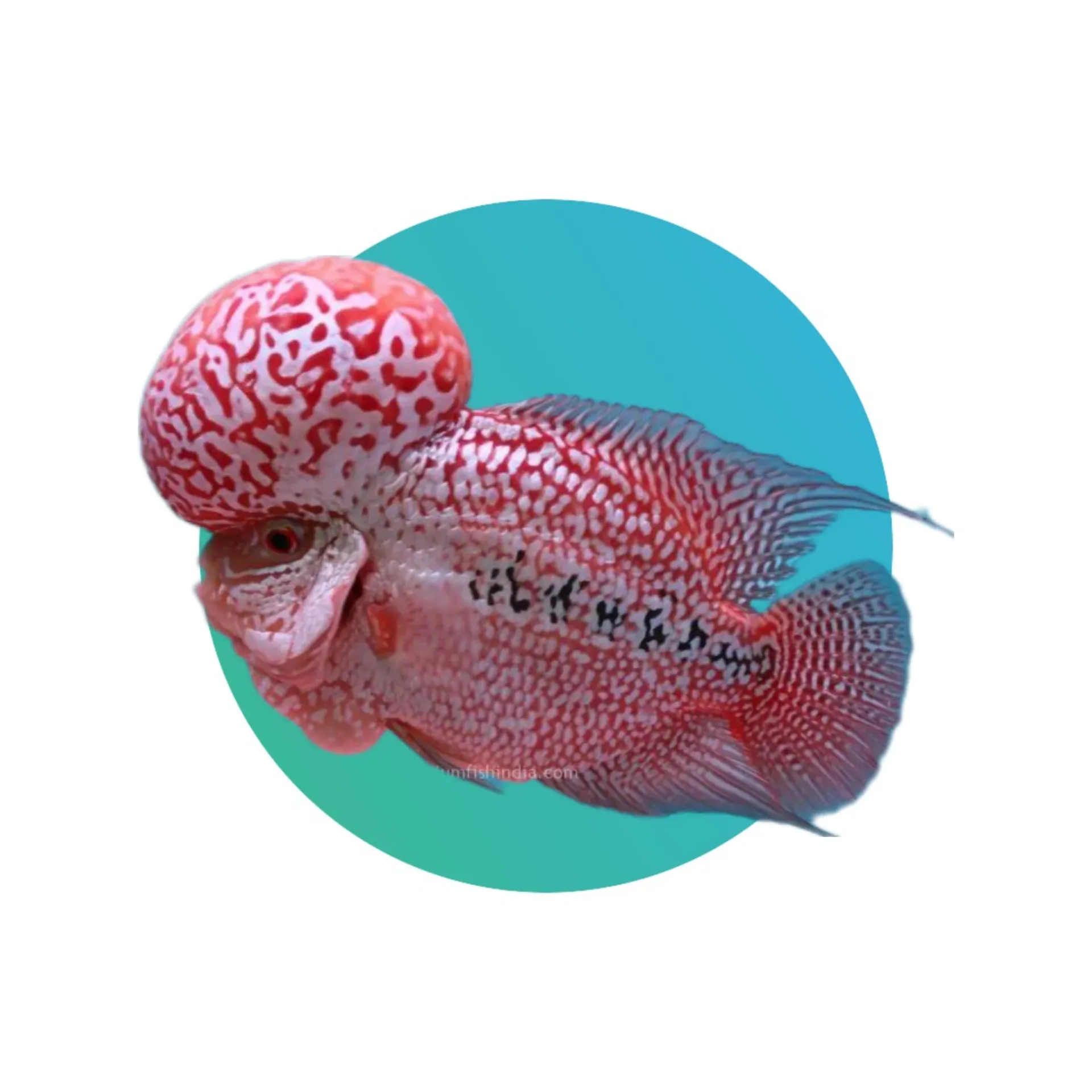 [FWH-001] Flower Horn