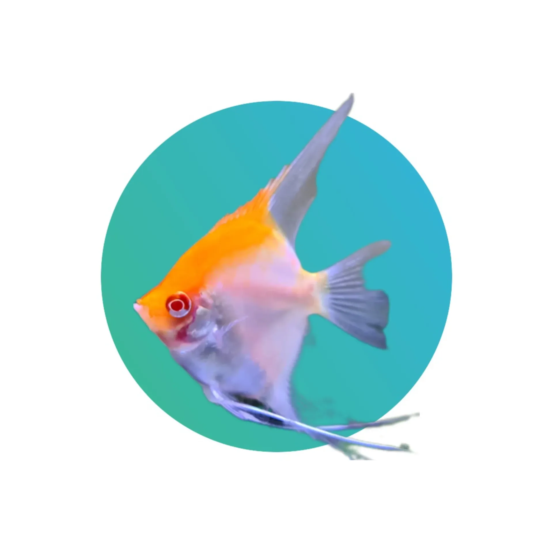 [RCA-001] Red Cap Angelfish