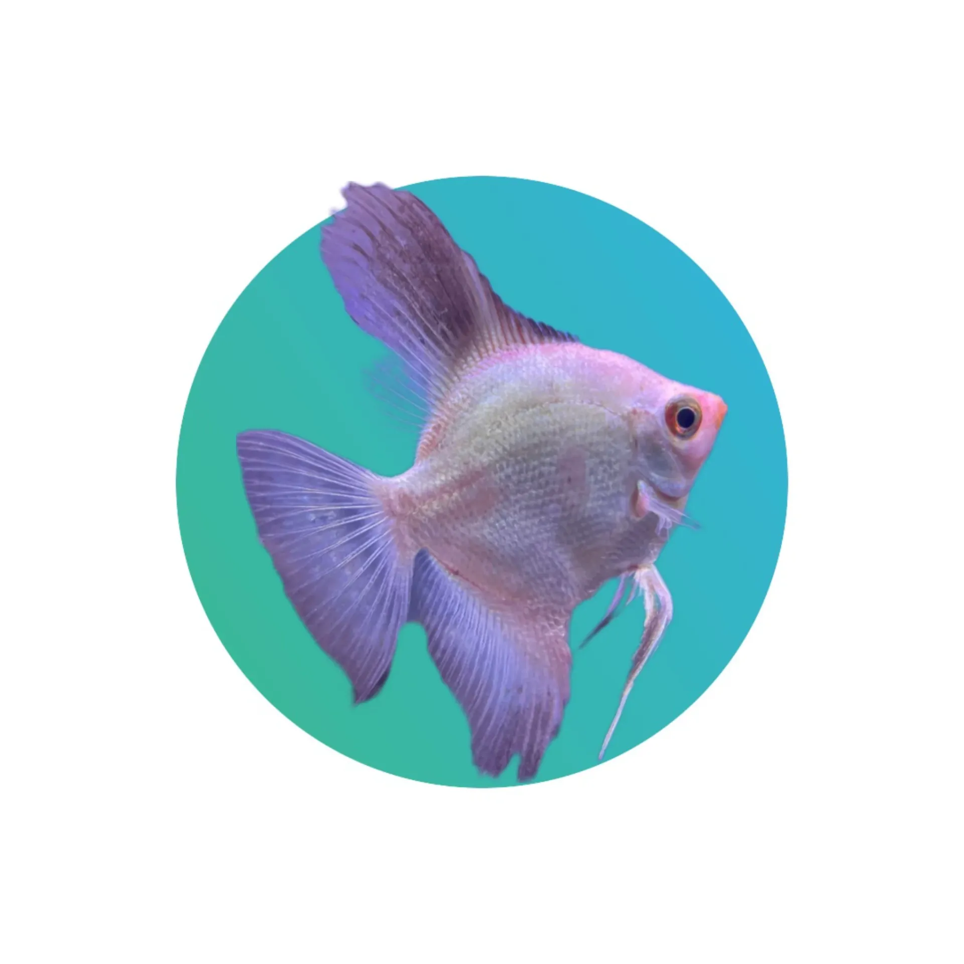 Black Fin Angelfish