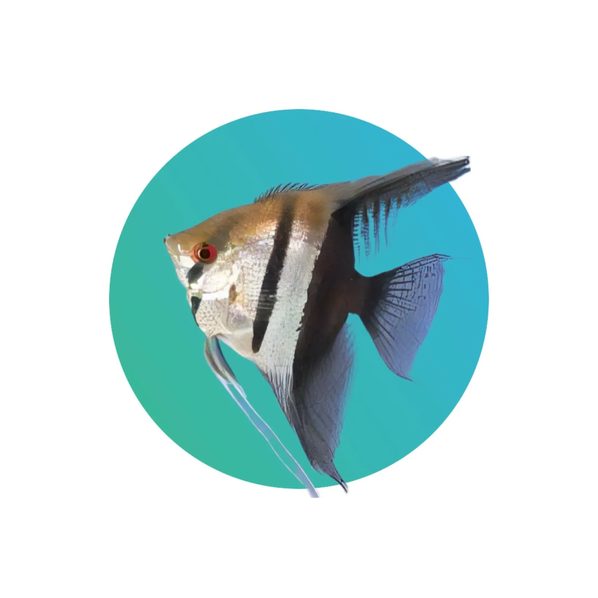 Half Black Angelfish