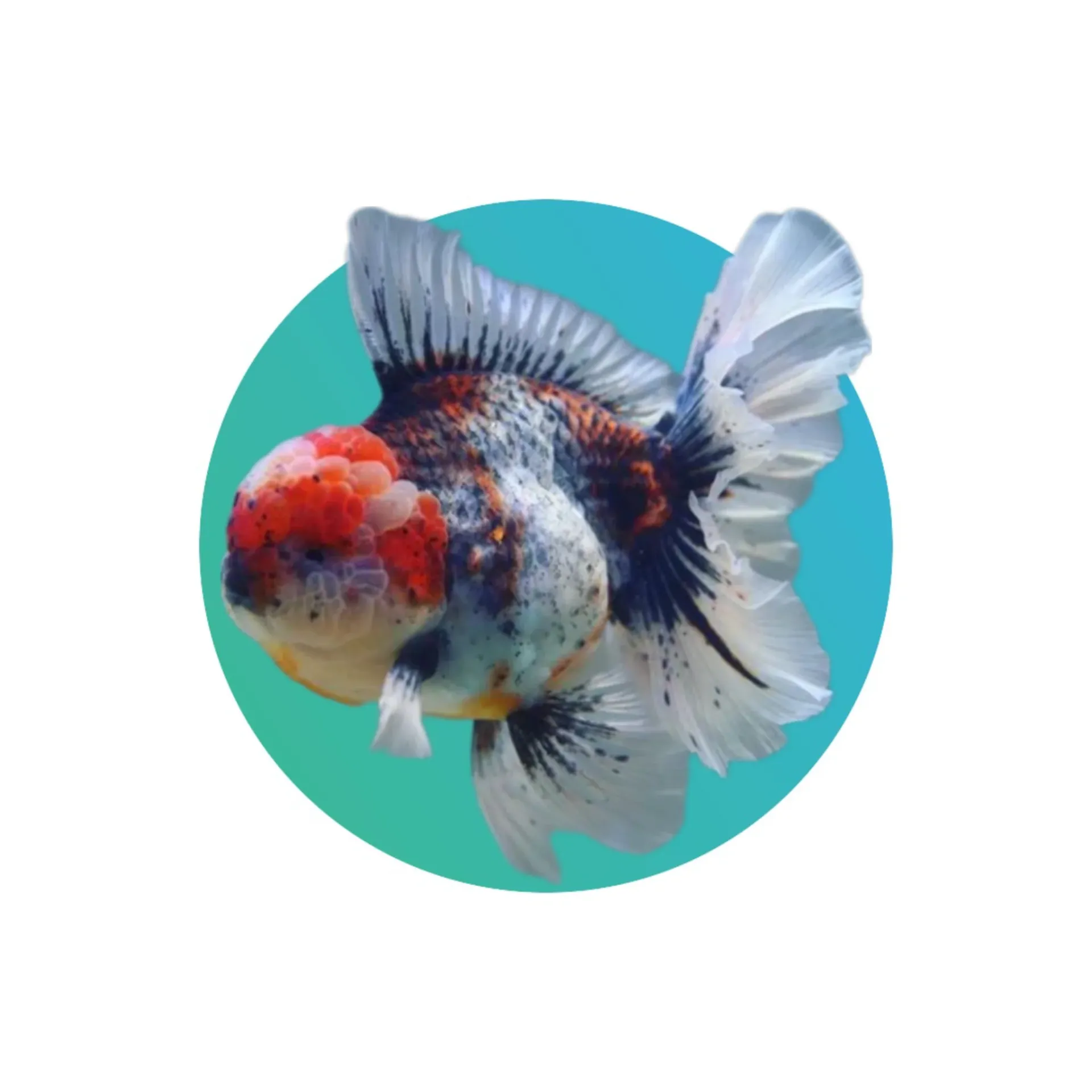 [COG-001] Calico Oranda Goldfish