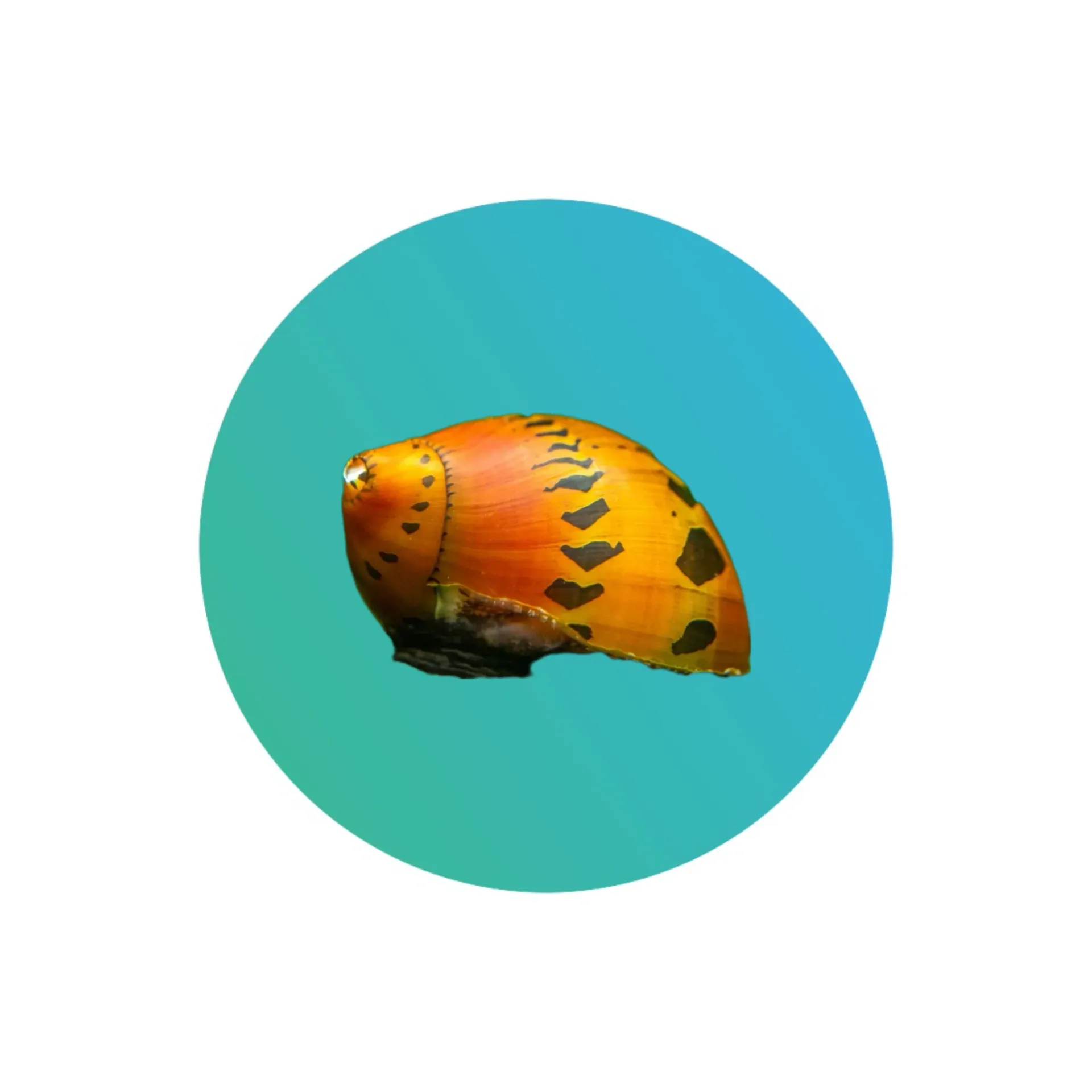 [RSSN-001] Red Spotted Snail