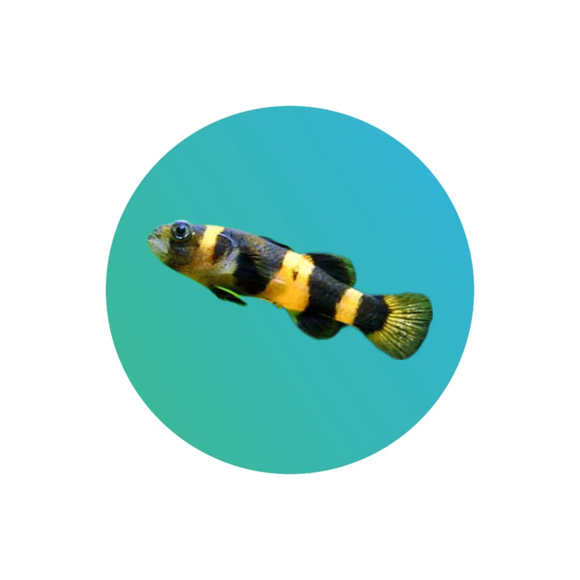 [BMG-001] Bumblebee goby