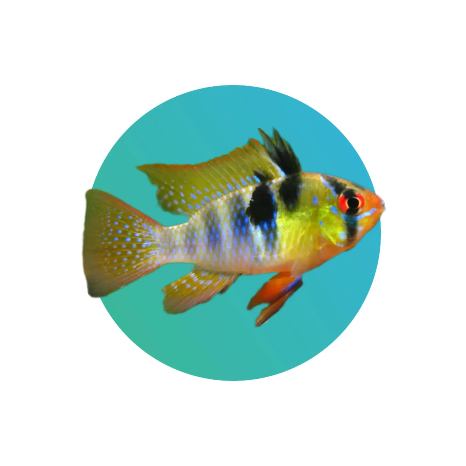 German Blue Ram (ramirezi, ram cichlid)