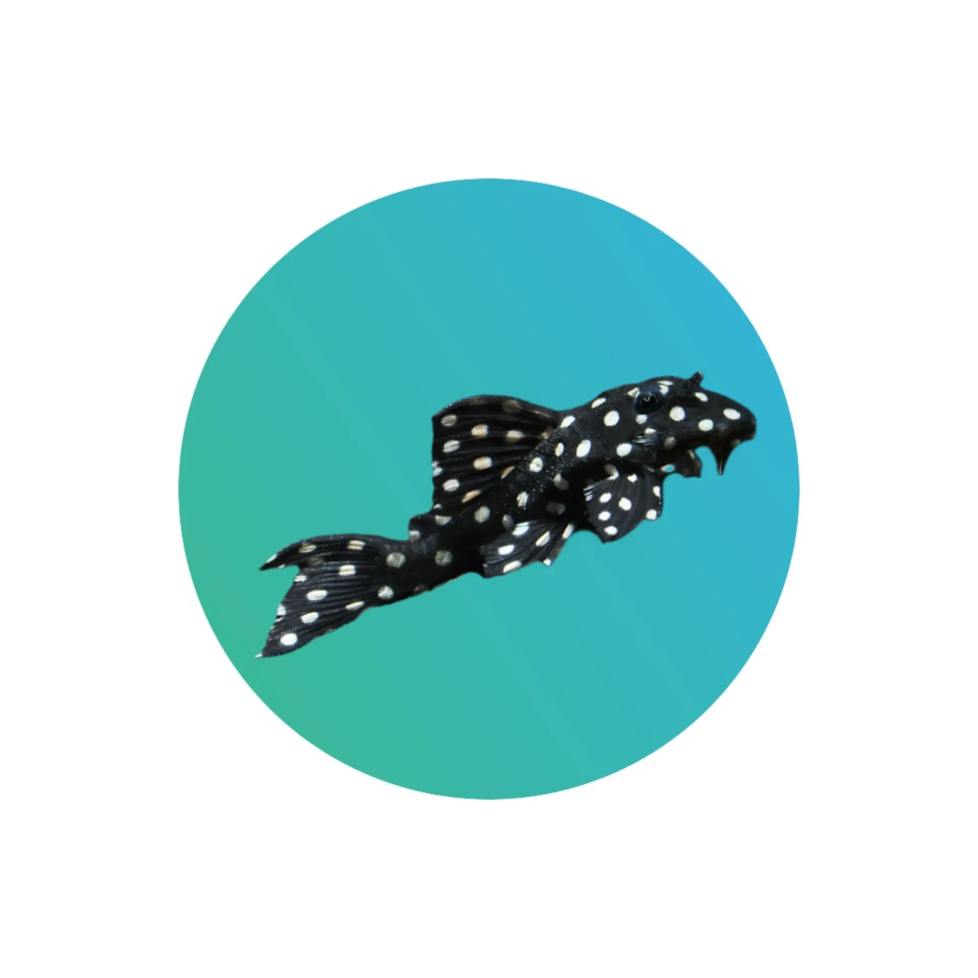 [L471-001] L471 Mini Snowball pleco (Hypancistrus Sp.)