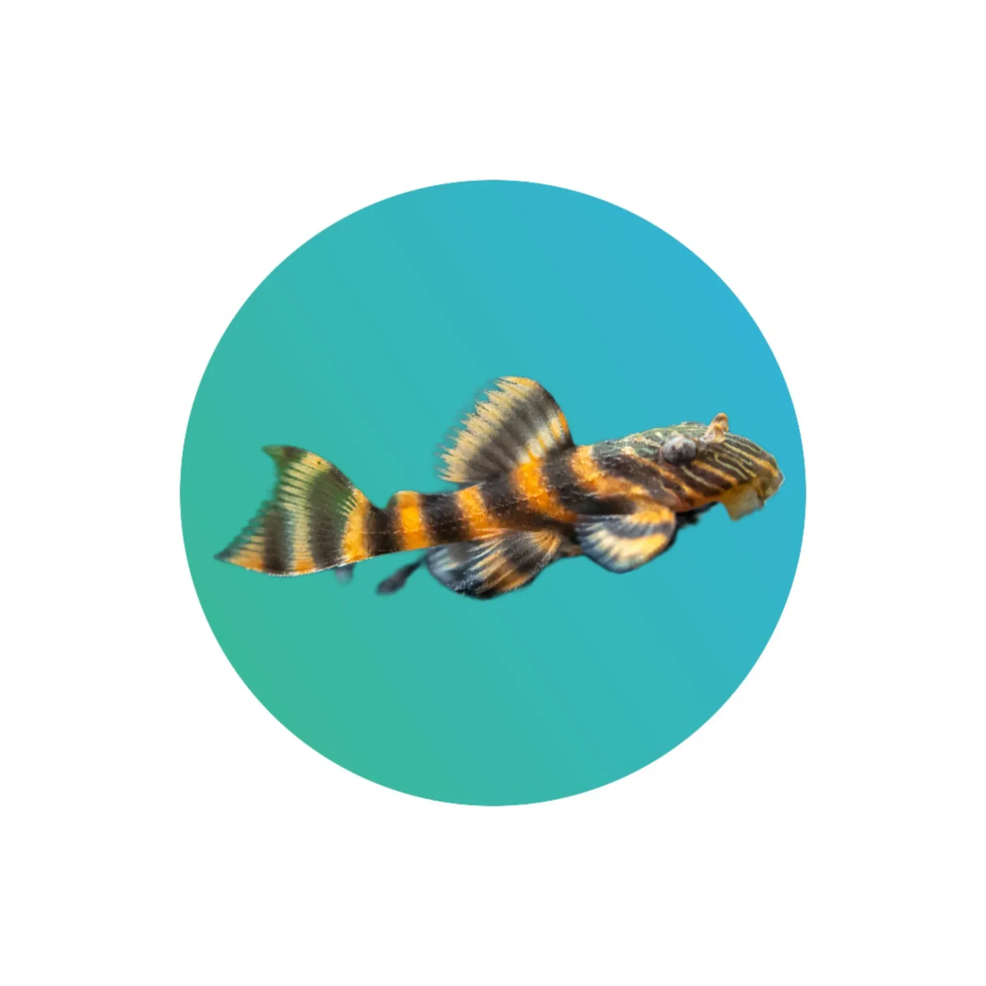 [L397-ATP] L397 Alenquer Tiger Pleco (Panaqolus sp.)