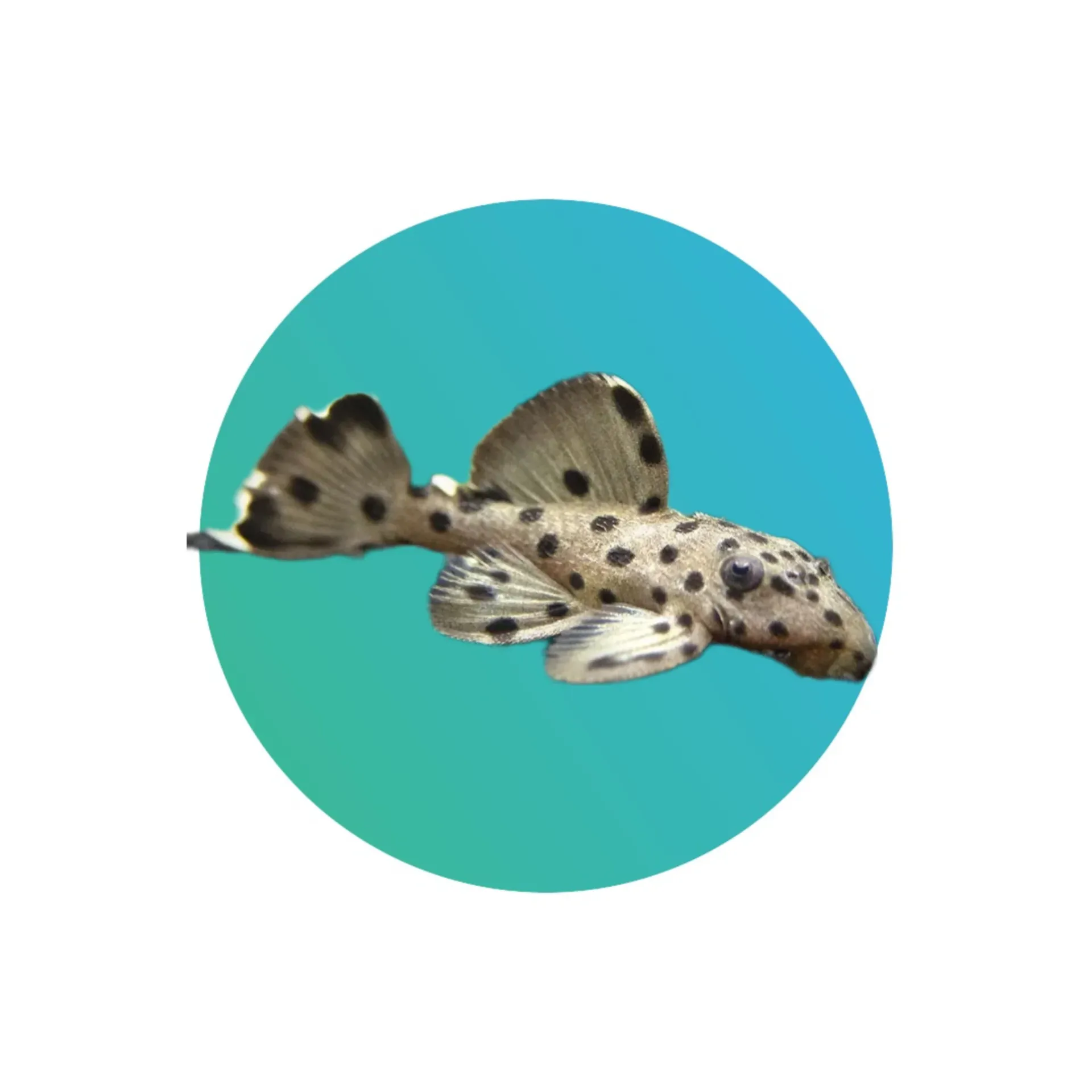 L264 Sultan pleco (Leporacanthicus joselimai; Vampire pleco)