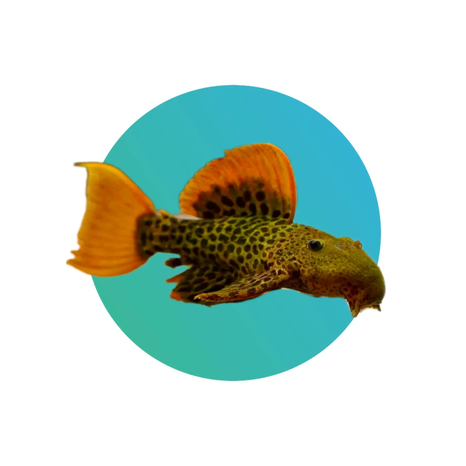 [LEP-L600] L600 Leopard Cactus Pleco (Pseudacanthicus leopardus)